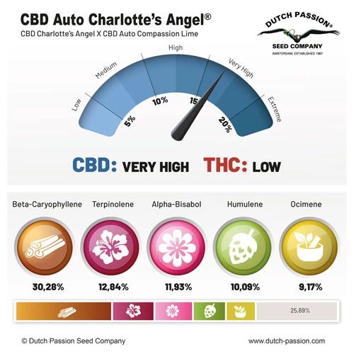 CBD Auto Charlotte’s Angel®