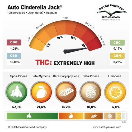 Auto Cinderella Jack ®