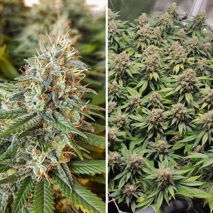 Amsterdam Amnesia® — photo 2 of 5