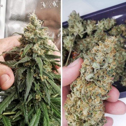 Amsterdam Amnesia® — photo 3 of 5