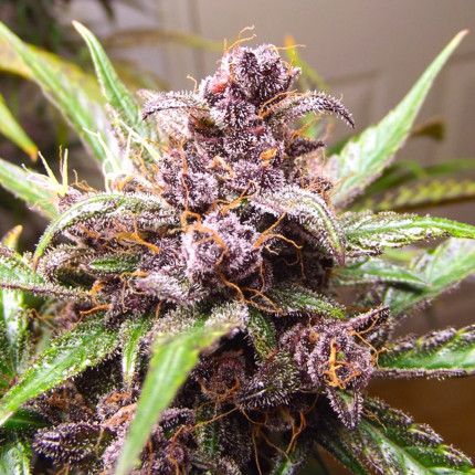 CBD Auto Blackberry Kush® image 2