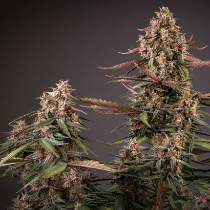 CBD Auto Blackberry Kush® image 3