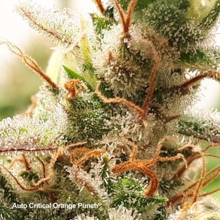 Auto Critical Orange Punch® image 4