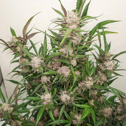 Auto Mimosa Punch image 3