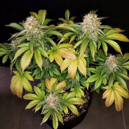 Banana Blaze® image 2