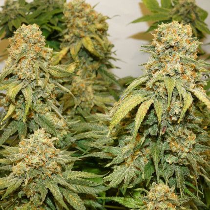 Banana Blaze® image 3