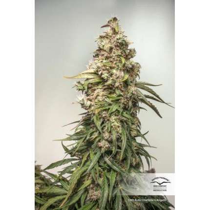 CBD Auto Charlotte’s Angel® image 2