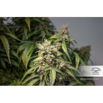 CBD Auto Charlotte’s Angel® image 4