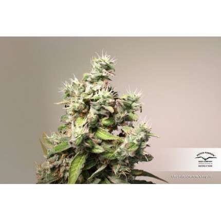 CBD Auto Charlotte’s Angel® image 5