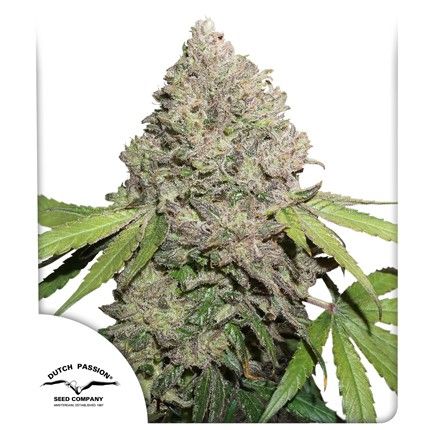 CBD Charlotte’s Angel ®