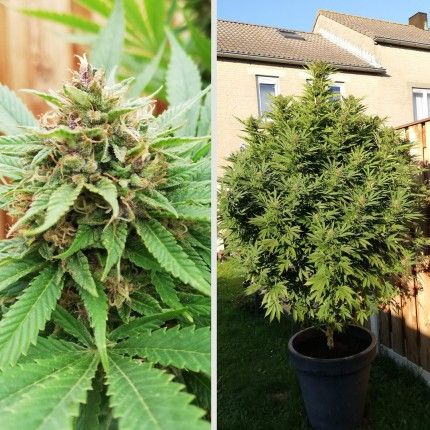 Durban Poison ® image 2