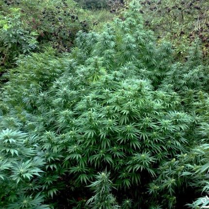 Durban Poison ® image 3