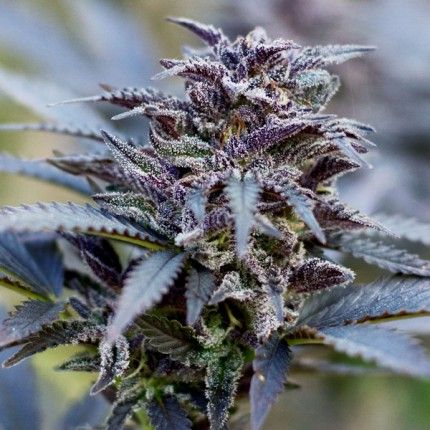 Durban Poison ® image 5