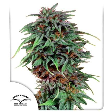 Durban Poison ®