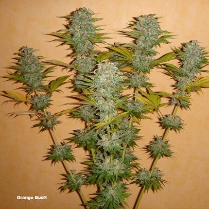 Orange Bud ® image 3