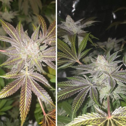 Orange Bud ® image 5