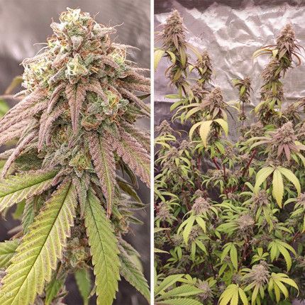 Skywalker Haze® image 3