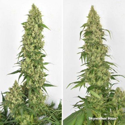 Skywalker Haze® image 4
