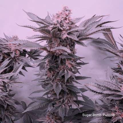 Sugar Bomb Punch® image 5
