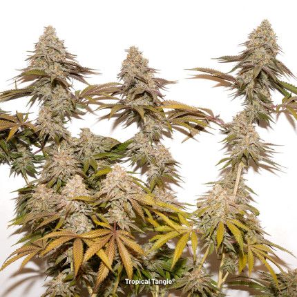 Tropical Tangie image 2