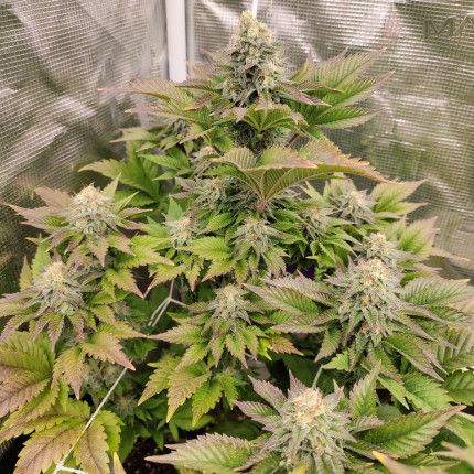 Tropical Tangie image 3