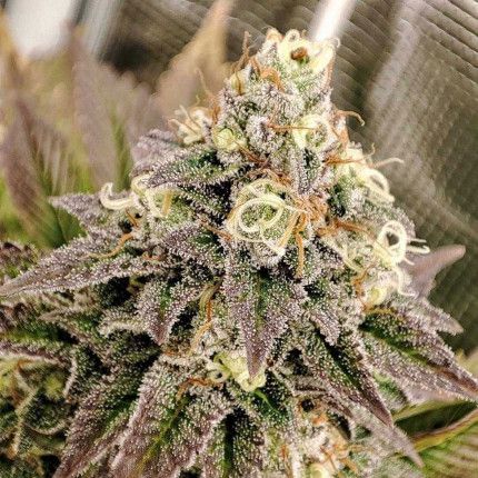 Tropical Tangie image 5