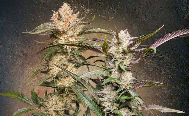 Autoflower cannabis seeds