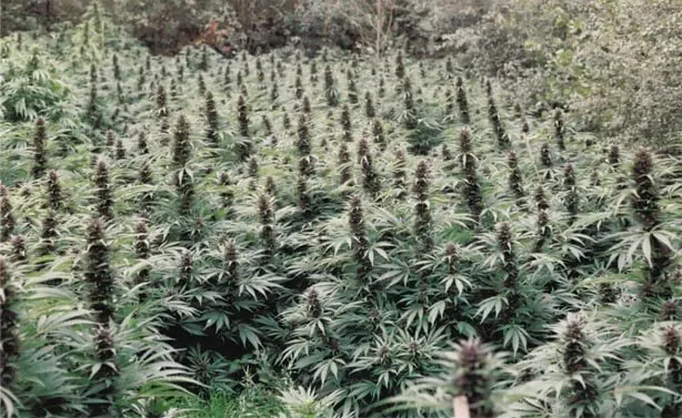 Feminised cannabis seeds