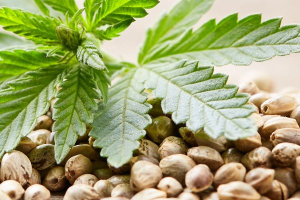 Primer plano de un montón de semillas de cannabis con hojas jóvenes de cannabis encima