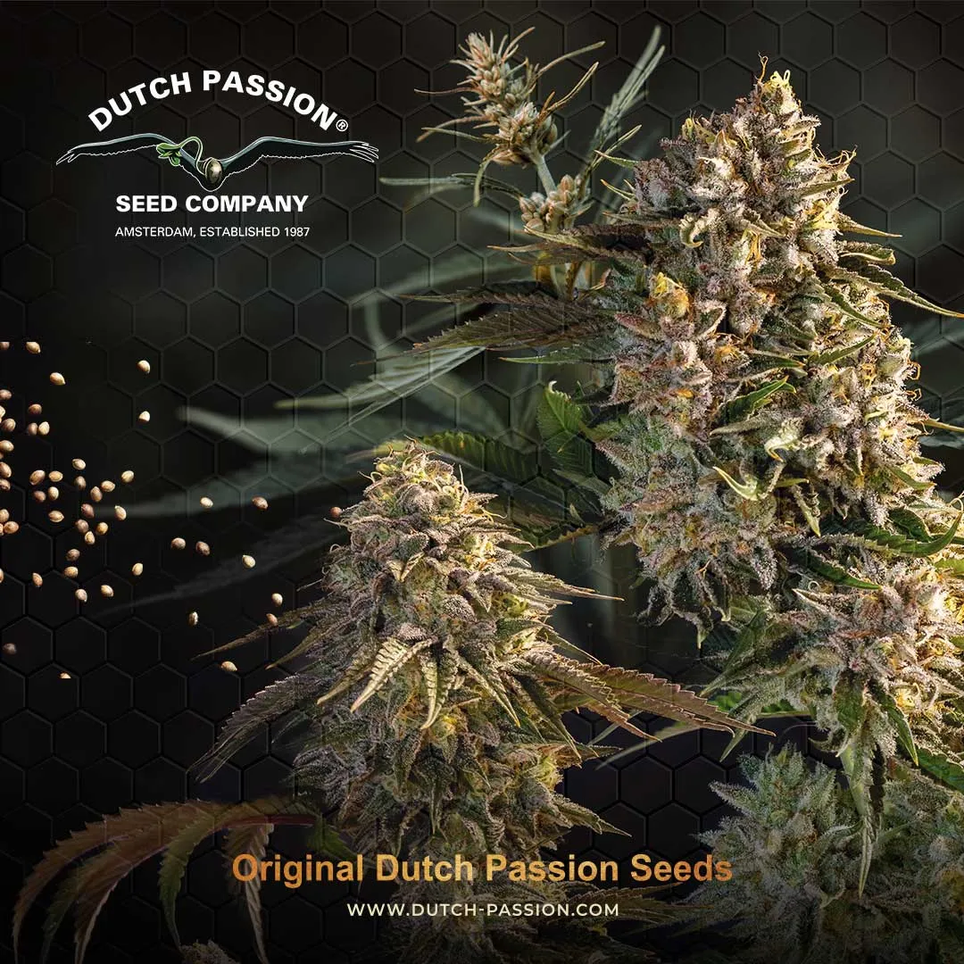 Dutch Passion cannabis seeds scattered beside a flowering cannabis plant