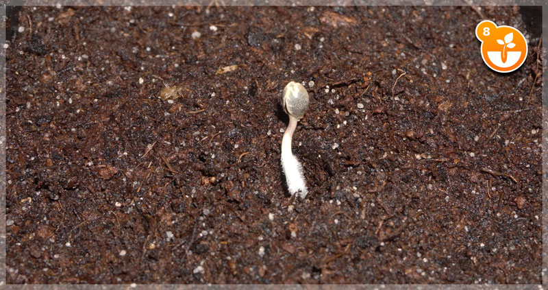 Plántula germinada introducida con la raíz por delante en el agujero del sustrato