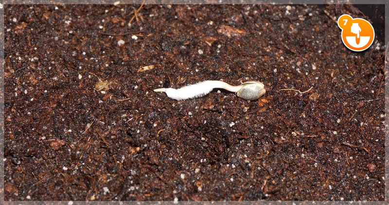 Pequeño agujero de plantación hecho en el centro del sustrato húmedo de una maceta