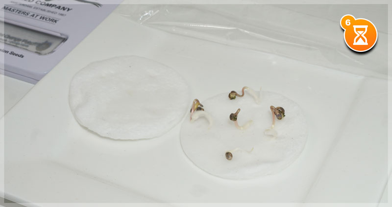 Semillas de cannabis germinadas sobre el disco de algodón, con raíces de dos a cinco centímetros