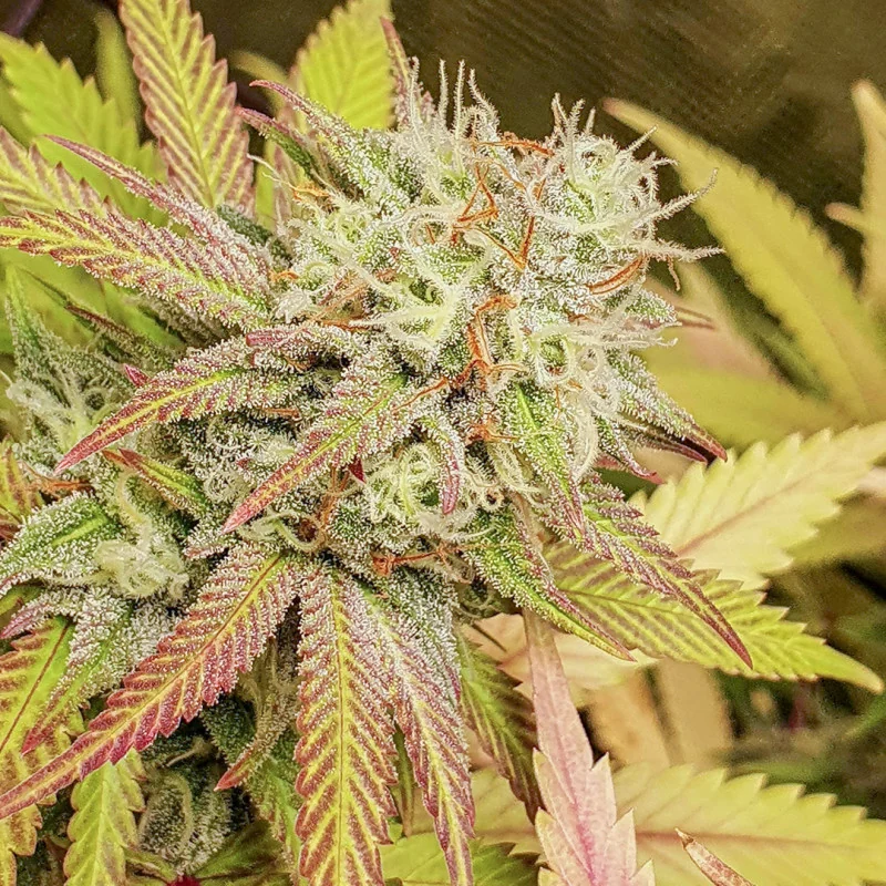 ดอก Critical Orange Punch ในช่วงปลายการออกดอก เกสรสีส้มม้วนตัวผ่านกลีบที่เคลือบไตรโคม