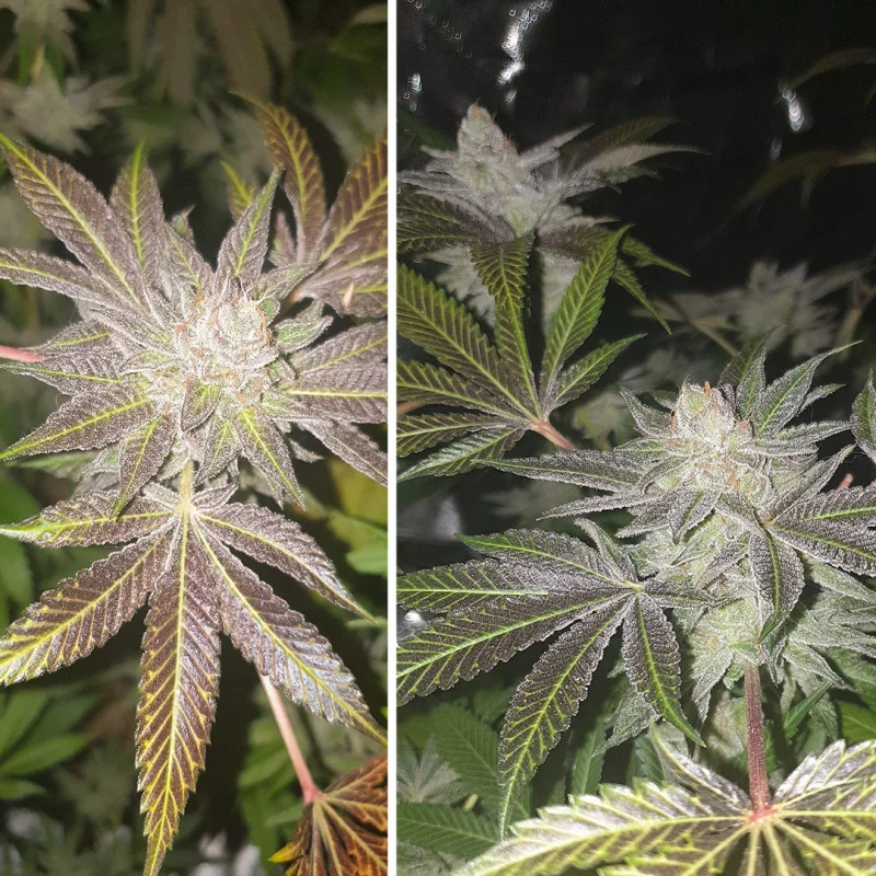 Orange Bud flowers photographed close up, sugar leaves coated in trichomes