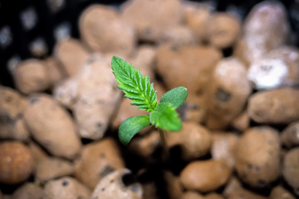 Una plántula de cannabis emergiendo entre arcilla expandida