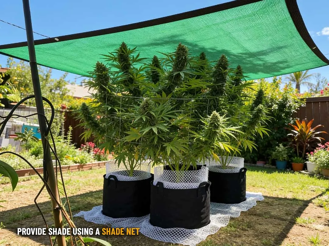 A shade net stretched above outdoor cannabis plants growing in black fabric pots