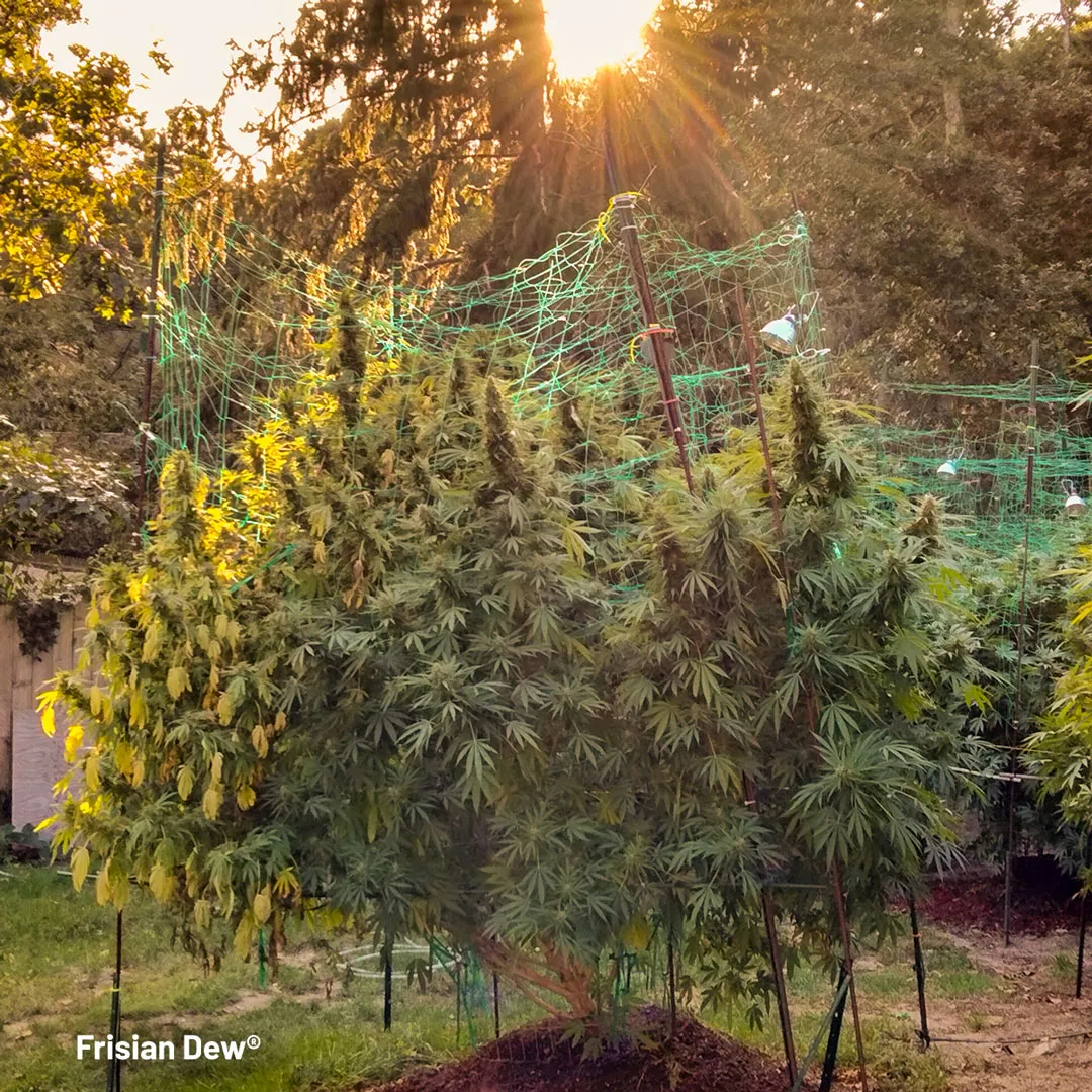 A large Frisian Dew cannabis plant growing outdoors under support netting in full sun