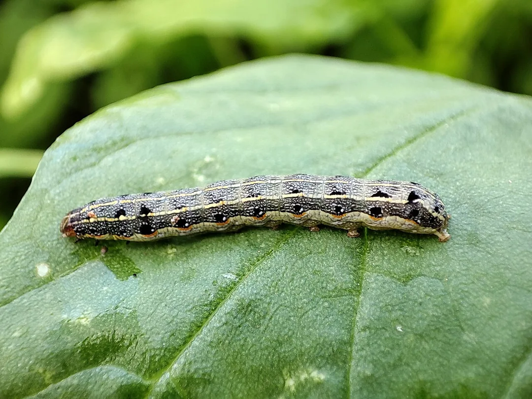 葉の上で食害するハスモンヨトウ（Spodoptera litura）の幼虫