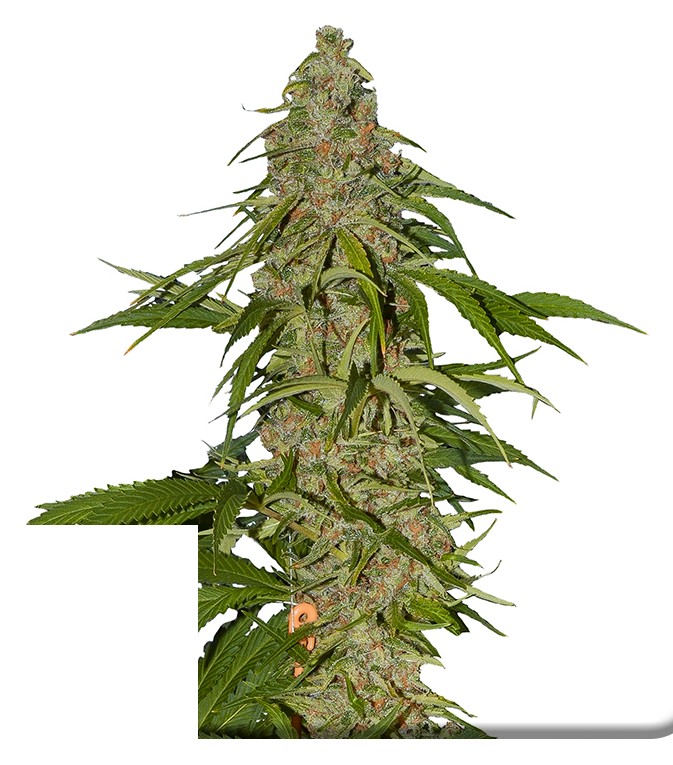 Siam's Smile en floraison — une tête sativa quasi pure du type que produisaient ses ancêtres thaïs de 1972