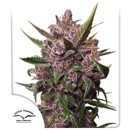 CBD Auto Blackberry Kush® | Dutch Passion Thailand