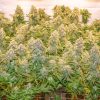 Buy Feminized Cannabis Seeds - Banana Blaze® | Dutch Passion