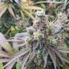 Buy Feminized Cannabis Seeds - CBD Charlotte’s Angel ® | Dutch Passion