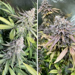 Buy Critical Orange Punch Cannabis Seeds in Thailand | Dutch Passion