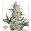 Buy Critical Orange Punch Feminised Seeds | Dutch Passion Thailand