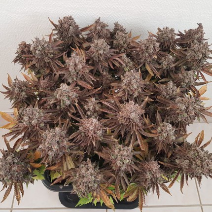 Critical Orange Punch Weed Seeds in Thailand | Dutch Passion