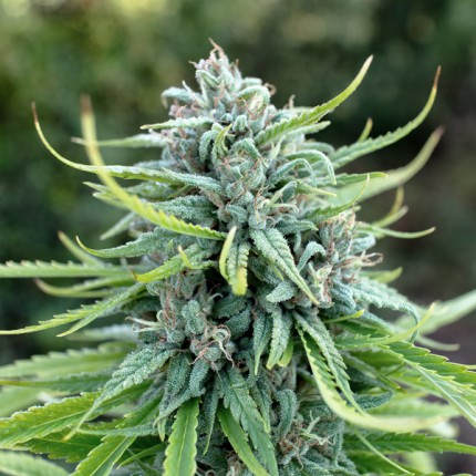 Buy Feminized Cannabis Seeds - Durban Poison ® | Dutch Passion