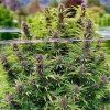 Buy Frisian Dew ® Cannabis Seeds in Thailand | Dutch Passion