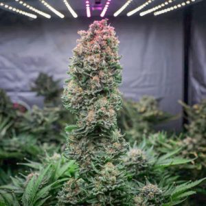 Buy Glueberry O.G.® Cannabis Seeds in Thailand | Dutch Passion
