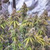 Glueberry O.G.® Weed Seeds in Thailand | Dutch Passion